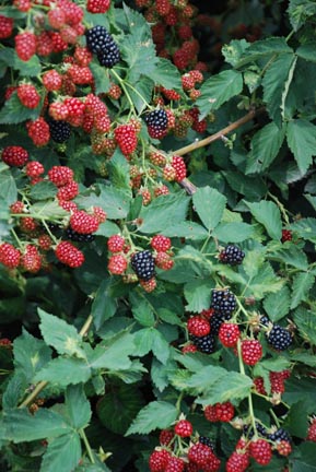 Blackberry Schultz Fruiting